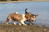 CORGI CARDIGAN 124